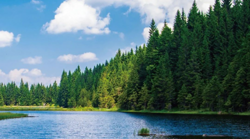 千年舟實木切片OSB板：打造綠色家居生活的不二之選