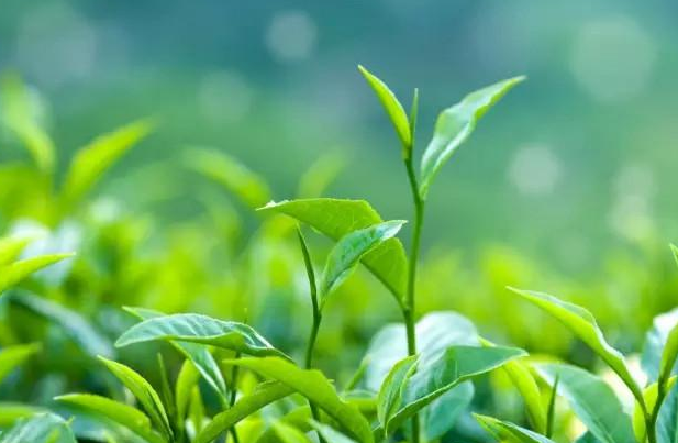 碧然德聯合天貓每周大牌日，邀你一起來喝&ldquo;茶&rdquo;