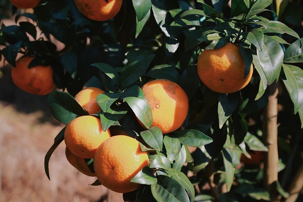 【數(shù)智移動 實事為民】 貴港移動鄉(xiāng)村振興工作隊員繪就產(chǎn)業(yè)發(fā)展畫卷