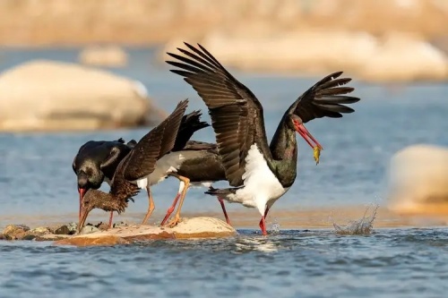 生態文明社會，呼喚生態產品