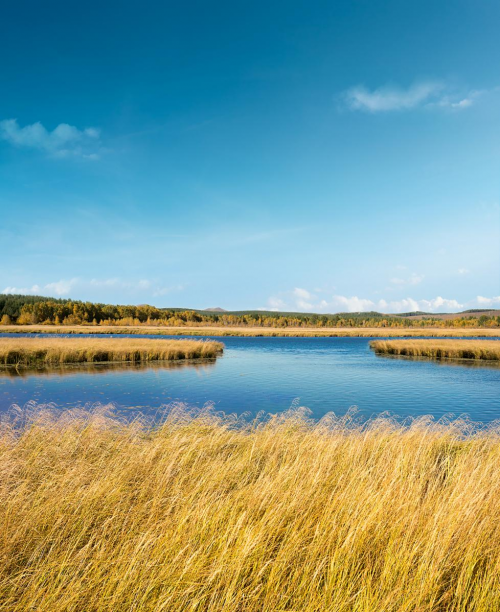 麗博蘆葦板，板材界的&ldquo;天花板&rdquo;！