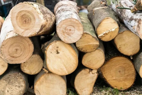 低碳生活 引領環保風尚&mdash;千年舟用&ldquo;綠色點亮中國&rdquo;  環保行動盛大開啟