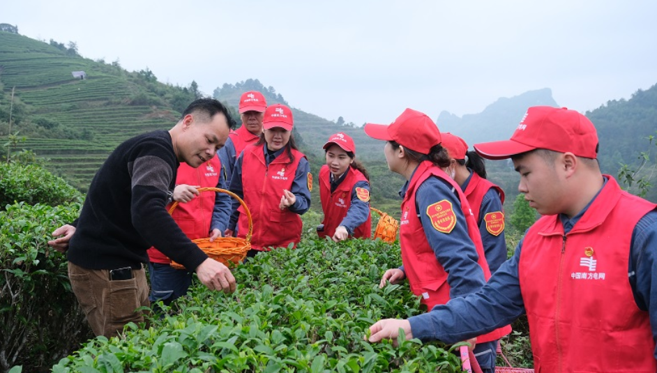 靖西供電公司：南網志愿者學雷鋒  采茶檢電助農忙