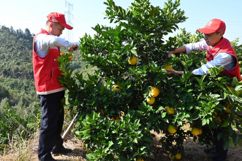 江西省交投集團信豐西收費所：臍橙園里一抹&ldquo;紅&rdquo;，助農采摘我先行