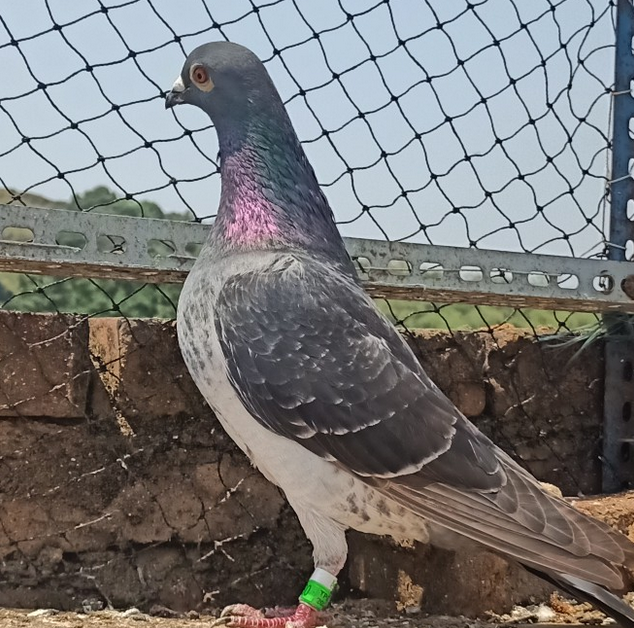 各地賽鴿公棚那么多，鴿友應該如何選？