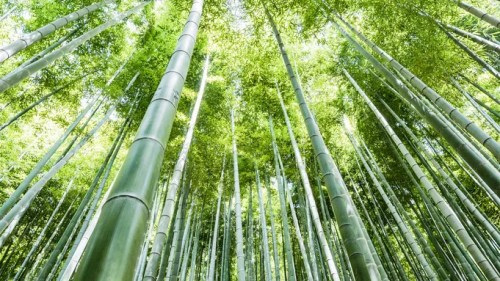 超高防潮丨性能與美學兼具，這張好板更懂健康生活