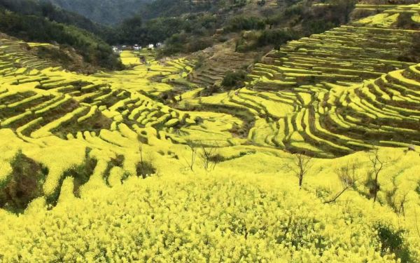 四川榨油機(jī)廠家如何助力鄉(xiāng)村振興：智能化設(shè)備與產(chǎn)業(yè)閉環(huán)方案