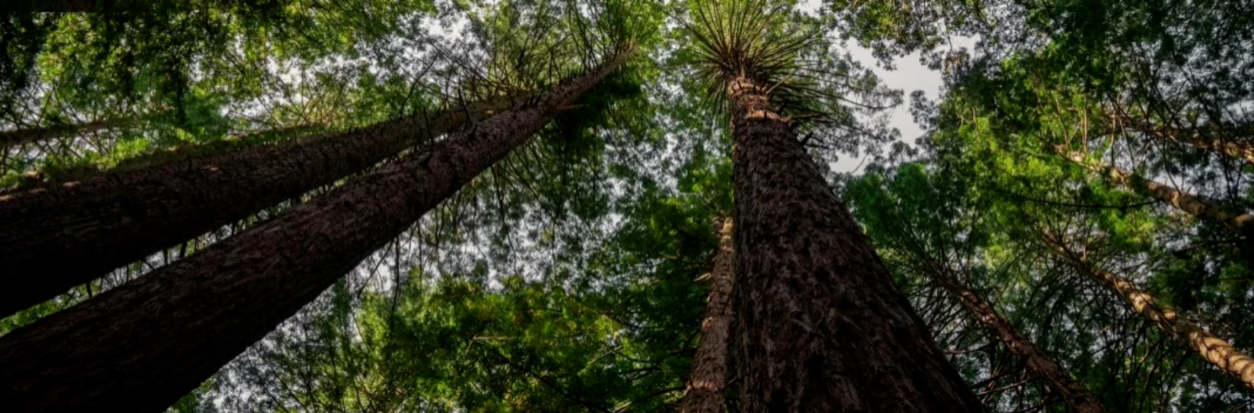 從林海到宋韻家宅丨千年舟&middot;新西蘭純松板&times;輕語胡桃「石墨烯」應用鑒賞